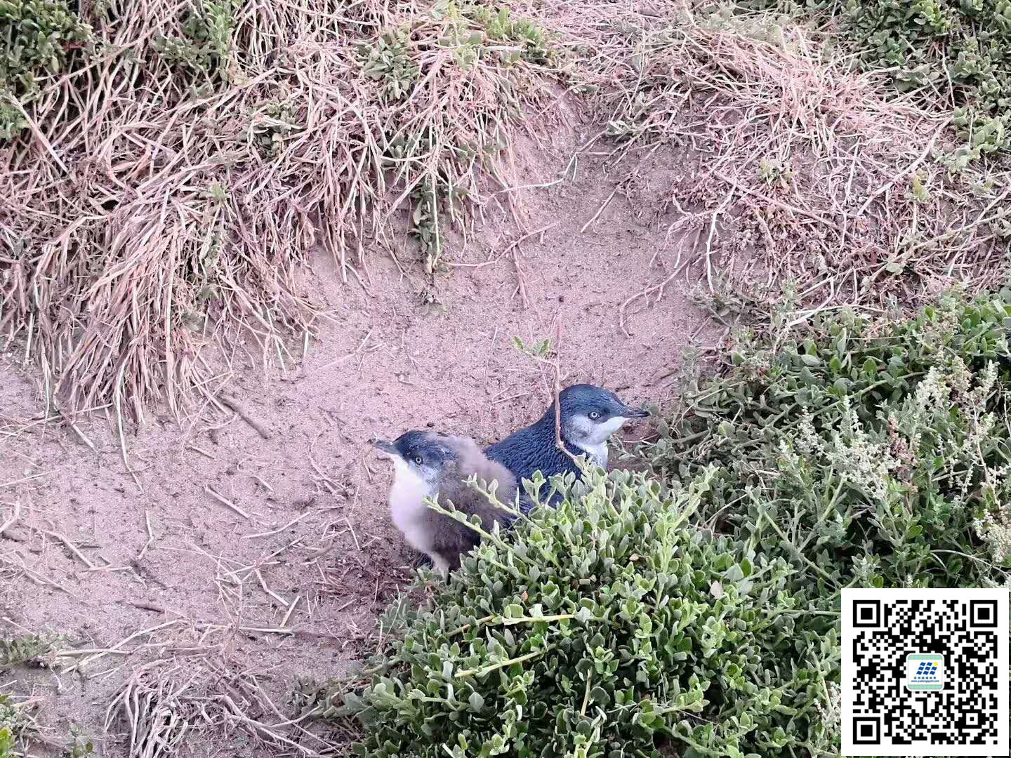 按此在新窗口浏览图片