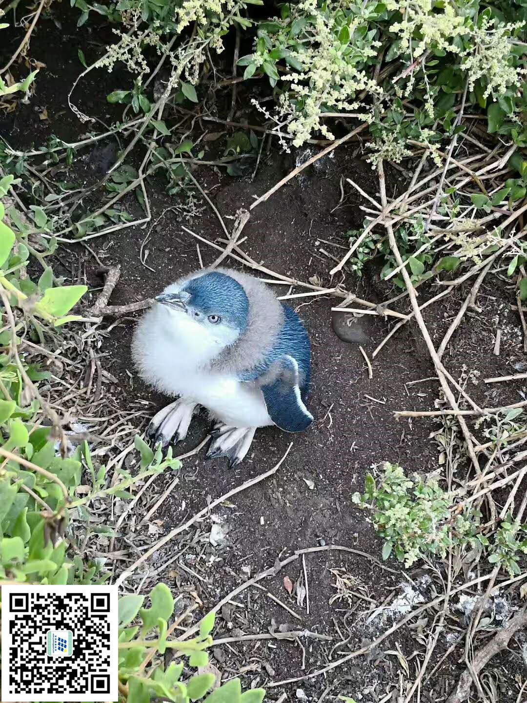 按此在新窗口浏览图片